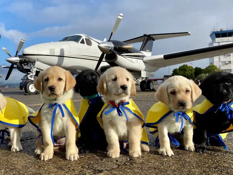 Puppy Plane